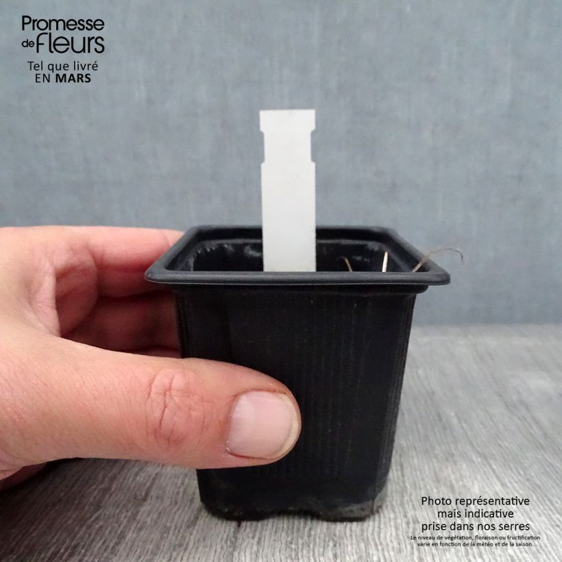 Amostra de Geranium vivace wallichianum Magical All Summer Joy Vaso de 8/9 cm tal como entregue no inverno