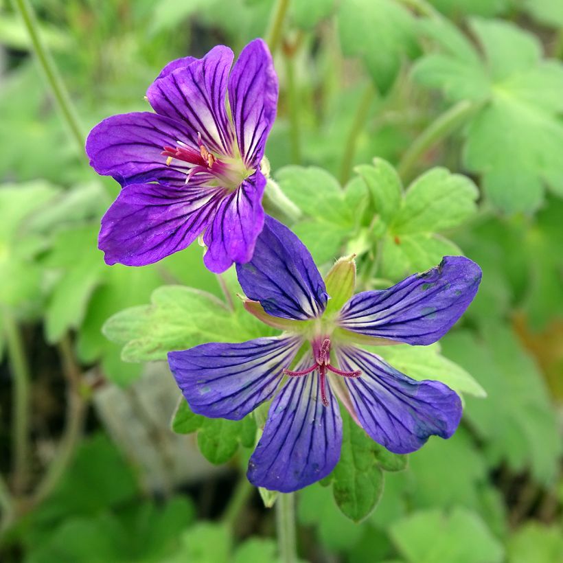 Geranium wlassovianum (Floração)