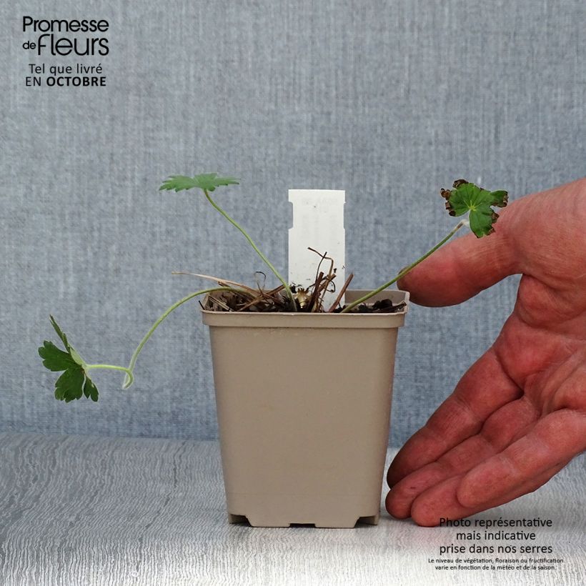 Amostra de Geranium wlassovianum Crug Farm Vaso de 8/9 cm tal como entregue no outono