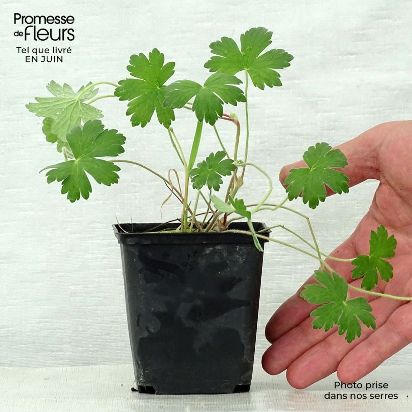 Amostra de Geranium wlassovianum Crug Farm Vaso de 8/9 cm tal como entregue no verão