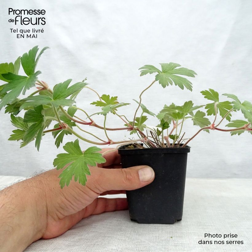 Amostra de Geranium wlassovianum Crug Farm Vaso de 8/9 cm tal como entregue na primavera