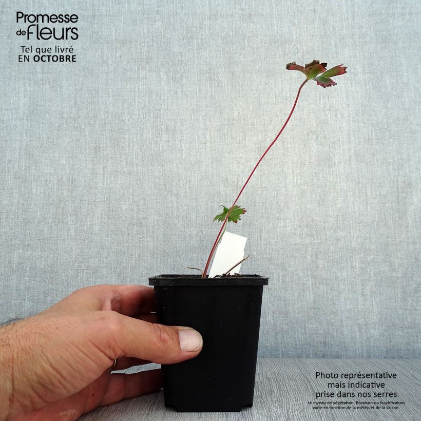 Amostra de Geranium wlassovianum Vaso de 8/9 cm tal como entregue no outono