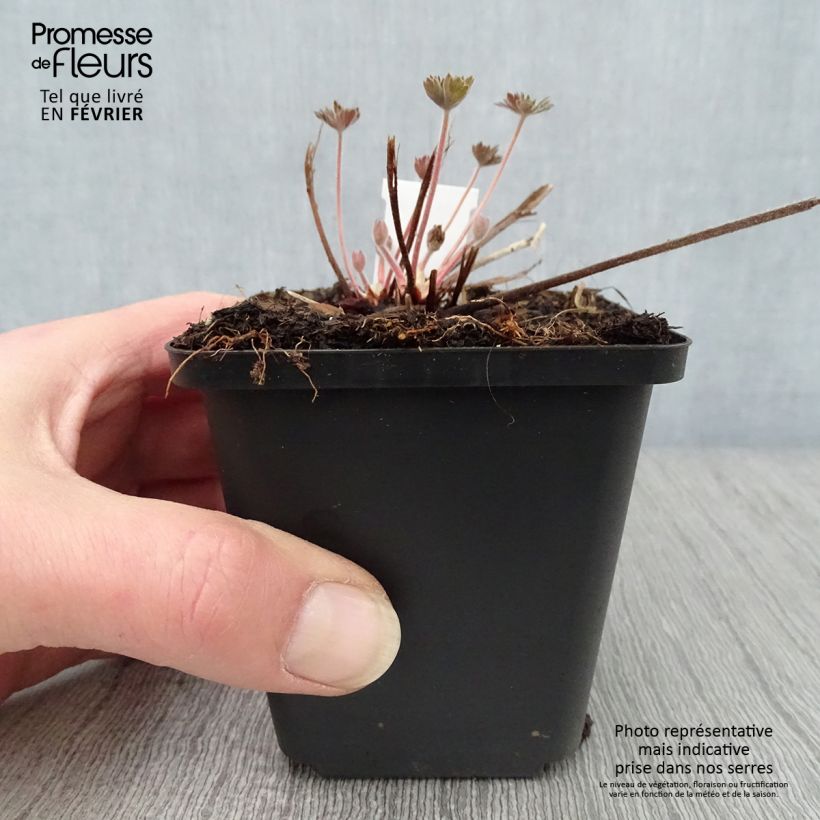 Amostra de Géranium vivace wlassovianum Vaso de 8/9 cm tal como entregue no inverno