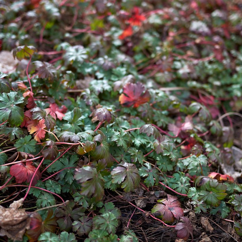 Geranium wlassovianum (Folhagem)