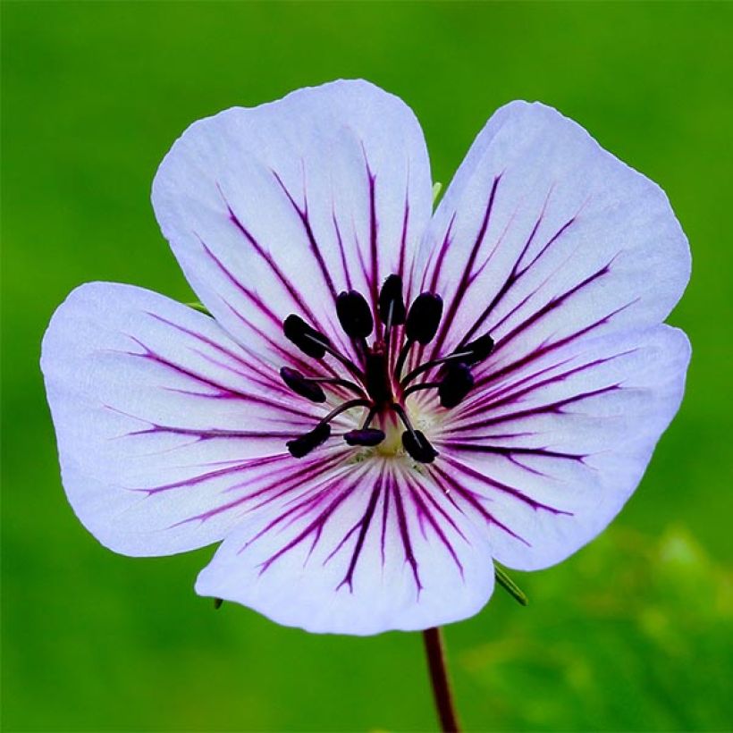 Geranium wallichianum Crystal Lake (Floração)