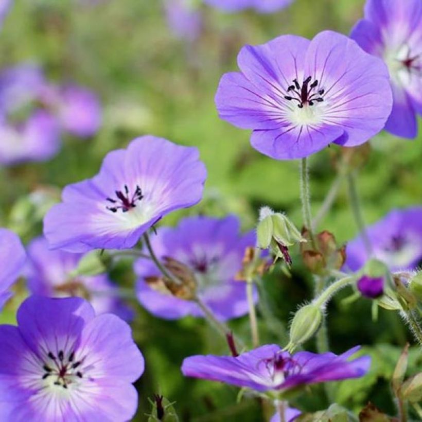 Geranium wallichianum Censation Daily Blue (Floração)