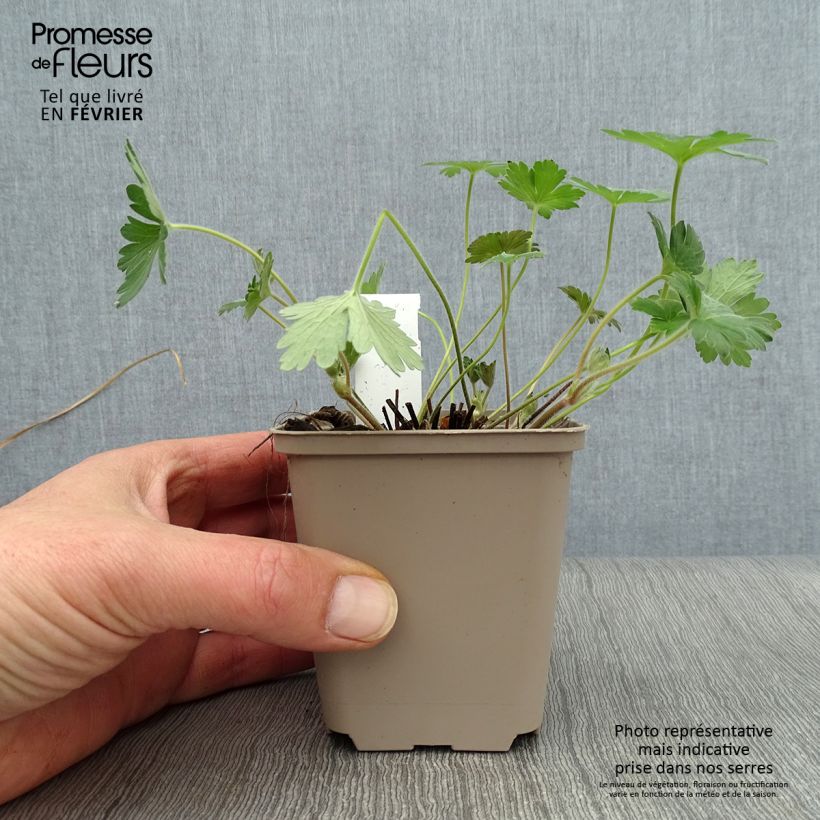 Amostra de Géranium vivace wlassovianum Crug Farm Vaso de 8/9 cm tal como entregue no inverno