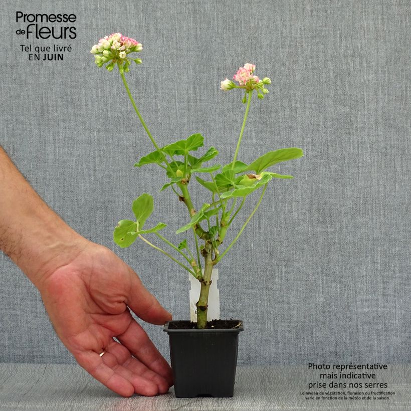 Amostra de Sardinheira Appleblossom Bouton de Rose Vaso de 7/8 cm tal como entregue no verão