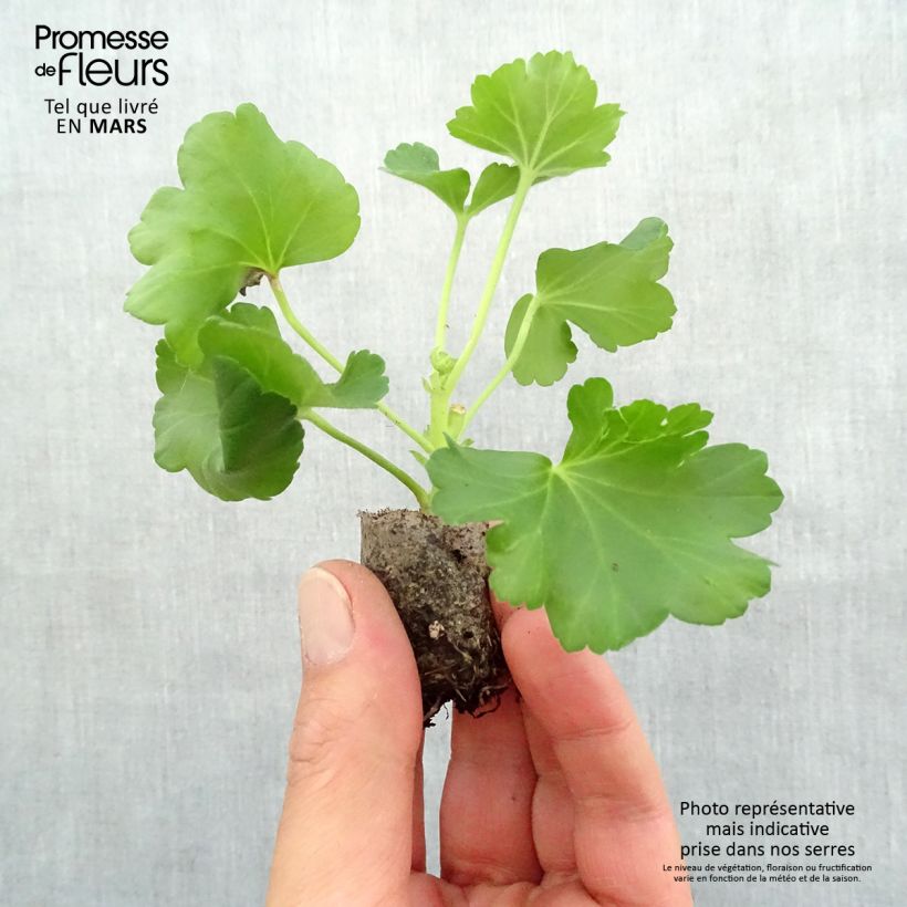 Amostra de Géranium zonale Candy Rose  Mini-motte Ø 3/4 cm tal como entregue na primavera