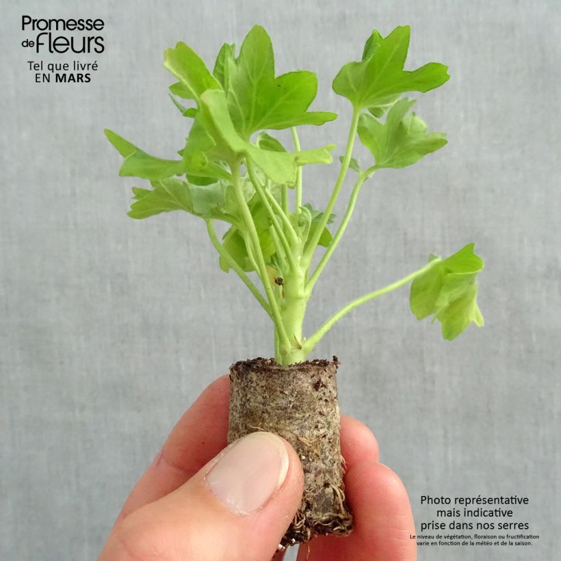 Amostra de Géranium zonale Fireworks Pink  Mini-motte Ø 3/4 cm tal como entregue na primavera