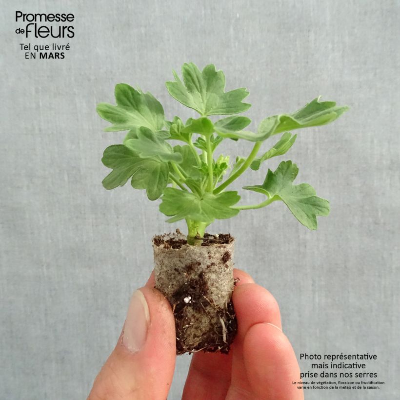 Amostra de Géranium zonale Fireworks Red White Mini-motte Ø 3/4 cm tal como entregue na primavera