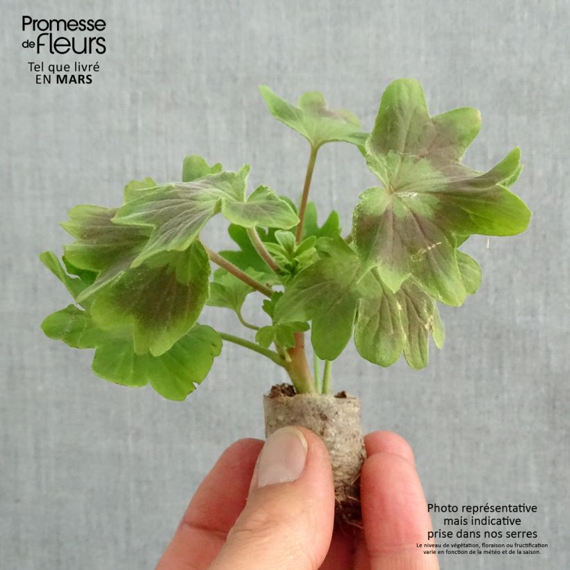 Amostra de Géranium zonale Fireworks Scarlet Mini-motte Ø 3/4 cm tal como entregue na primavera