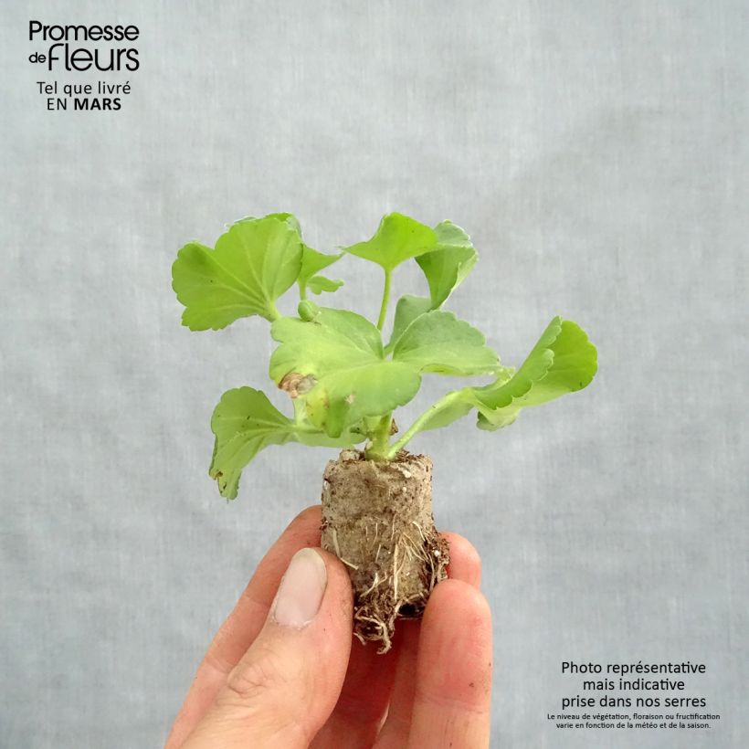 Amostra de Géranium zonale Flower Fairy Pink  Mini-motte Ø 3/4 cm tal como entregue na primavera