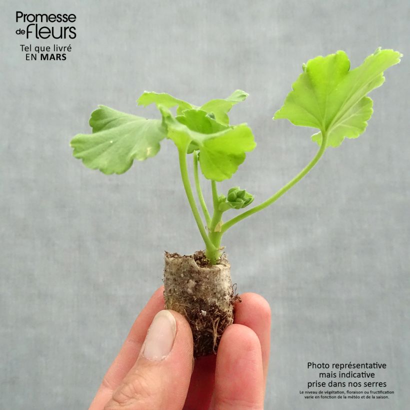 Amostra de Géranium zonale Flower Fairy Red Splash  Mini-motte Ø 3/4 cm tal como entregue na primavera