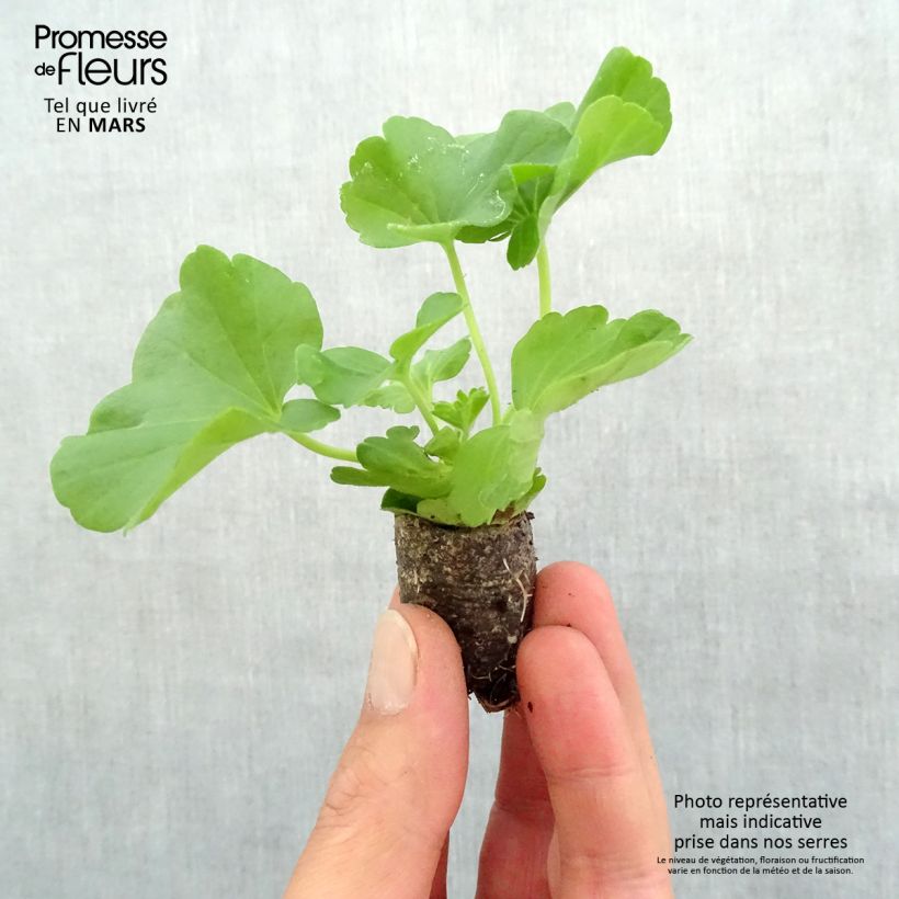 Amostra de Géranium zonale Flower Fairy White Splash Mini-torrão Ø 3/4 cm tal como entregue na primavera