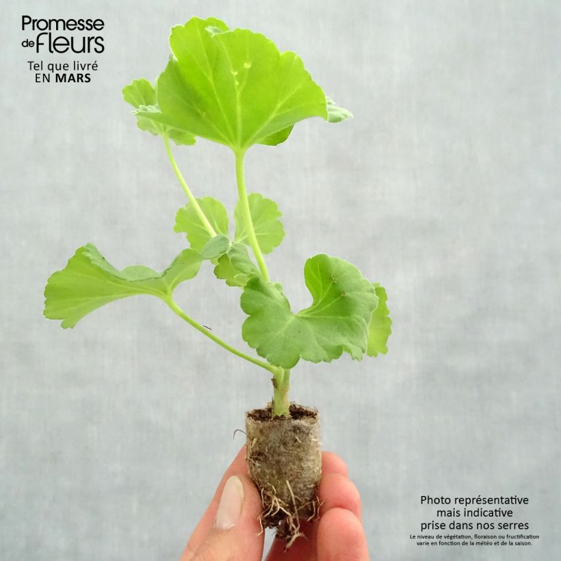 Amostra de Géranium zonale Iceberg  Mini-motte Ø 3/4 cm tal como entregue na primavera