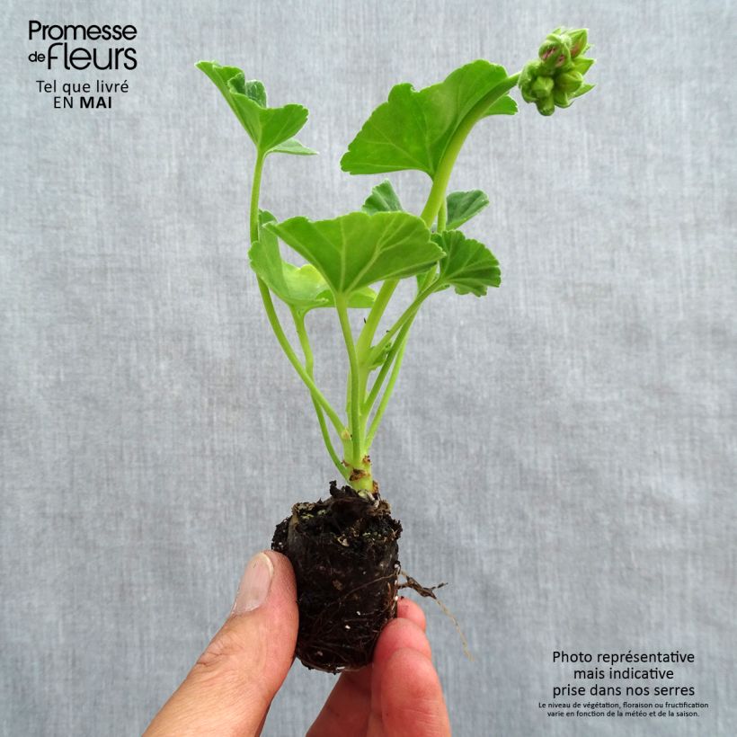 Amostra de Géranium zonale Icecrystal Mini-motte Ø 3/4 cm tal como entregue na primavera