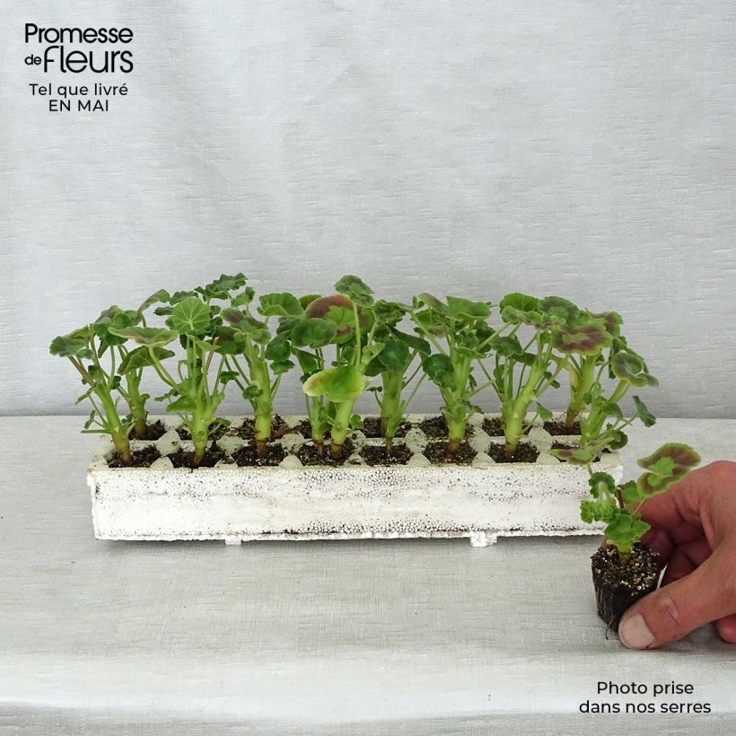 Amostra de Géranium zonale Inspire Mix Mini-mottes Jardimotte : motte 3,8 cm x 3,2 cm en plaque de culture par 16 tal como entregue na primavera