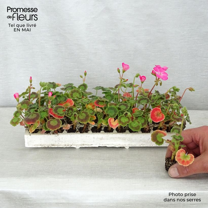 Amostra de Géranium zonale Inspire Mix Mini-mottes Minimotte : motte 2,2 cm x 2 cm en plaque de culture par 35 tal como entregue na primavera