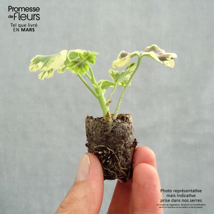 Amostra de Géranium zonale Mrs Pollock - Pelargonium fantaisie  Mini-torrão Ø 3/4 cm tal como entregue na primavera
