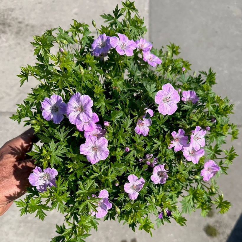 Gerânio-sanguíneo Frivolius Lilac (Floração)