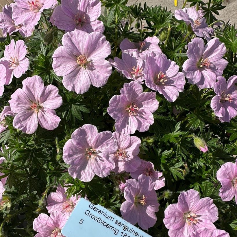 Gerânio-sanguíneo Frivolius Pink - Geranium sanguineum (Floração)