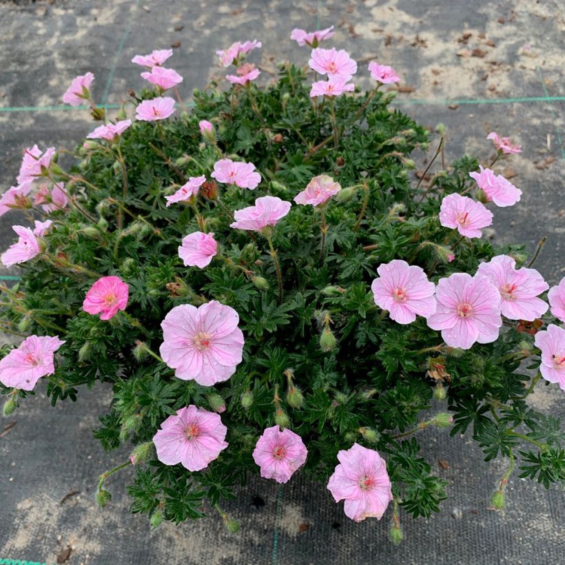 Gerânio-sanguíneo Frivolius Pink - Geranium sanguineum (Hábito)