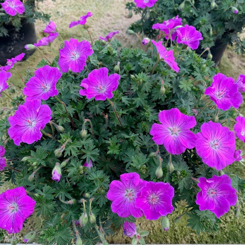 Gerânio-sanguíneo Frivolius Purple - Geranium sanguineum (Hábito)