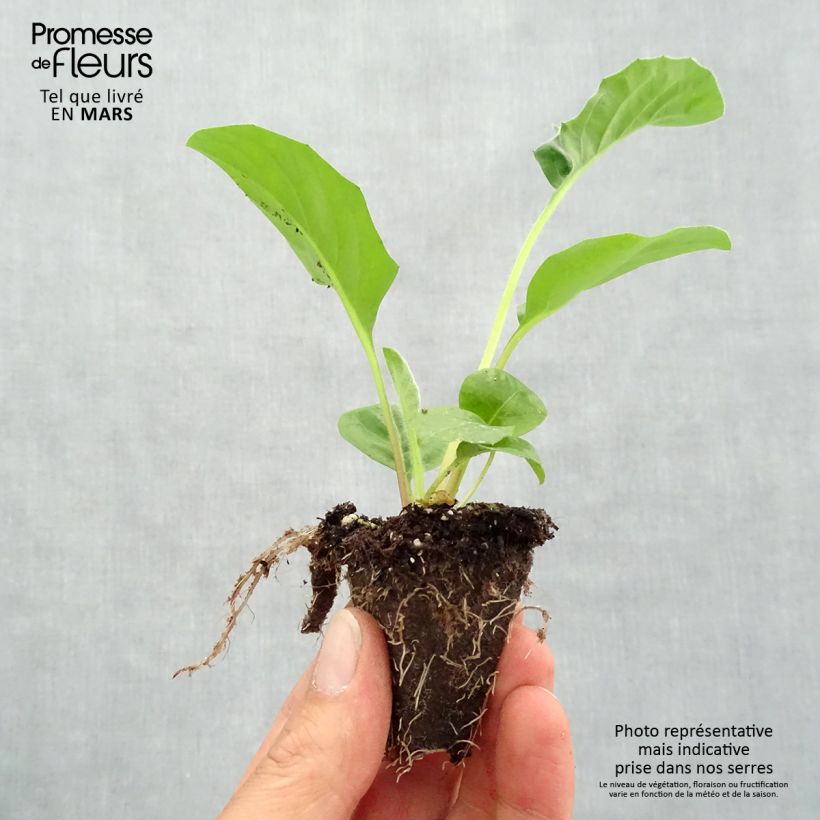 Amostra de Gerbera Garvinea Sweet Sweet Glow Mini-motte Ø 1,5/2,5 cm tal como entregue na primavera