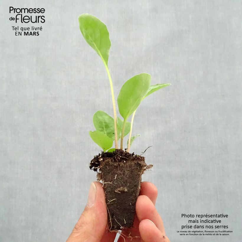 Amostra de Gerbera Garvinea Sweet Sweet Love Mini-motte Ø 1,5/2,5 cm tal como entregue na primavera