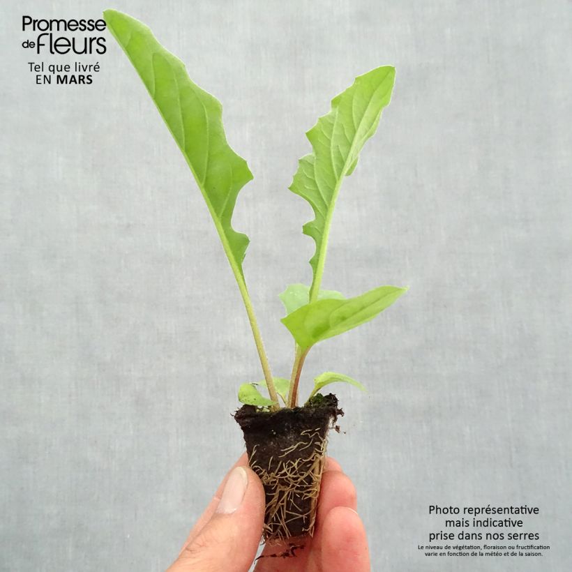 Amostra de Gerbera Garvinea Sweet Sweet Smile Mini-motte Ø 1,5/2,5 cm tal como entregue na primavera