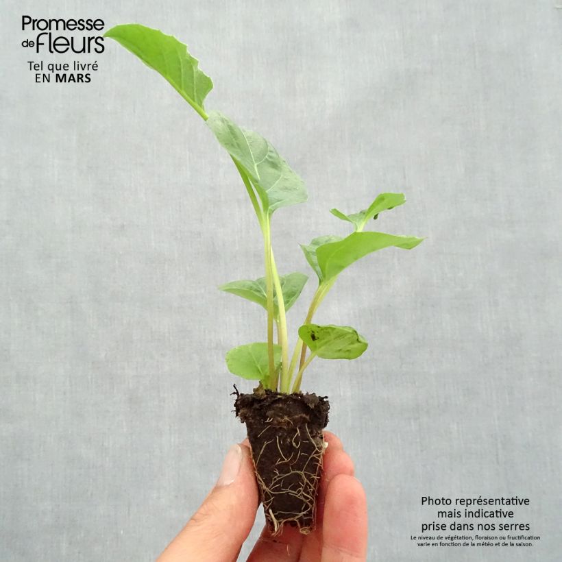 Amostra de Gerbera Garvinea Sweet Sweet Spice Mini-motte Ø 1,5/2,5 cm tal como entregue na primavera