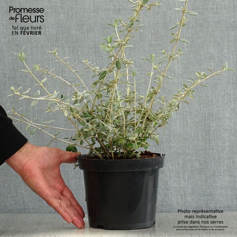 Amostra de Teucrium fruticans Vaso de 2 L/3 L tal como entregue no outono