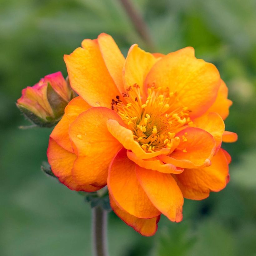 Geum Cocktail Alabama Slammer (Floração)