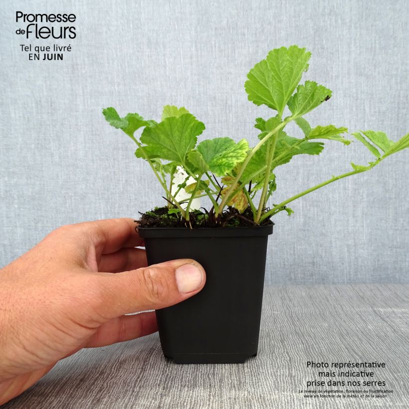 Amostra de Geum Banana Daiquiri Vaso de 8/9 cm tal como entregue no verão