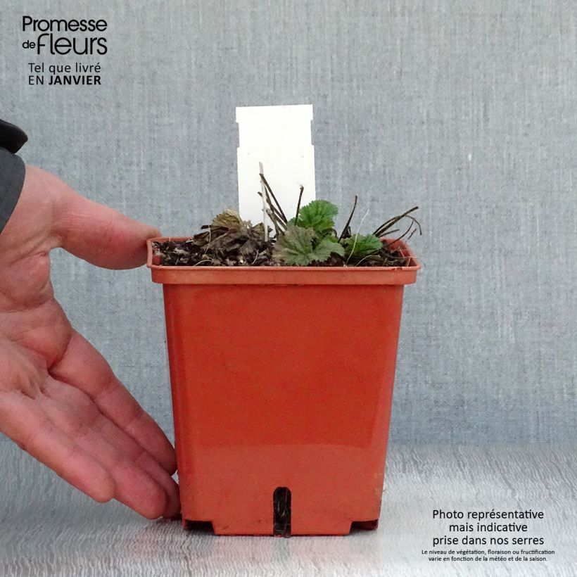 Amostra de Geum Bell Bank - Benoîte rose soutenu Vaso de 8/9 cm tal como entregue no inverno