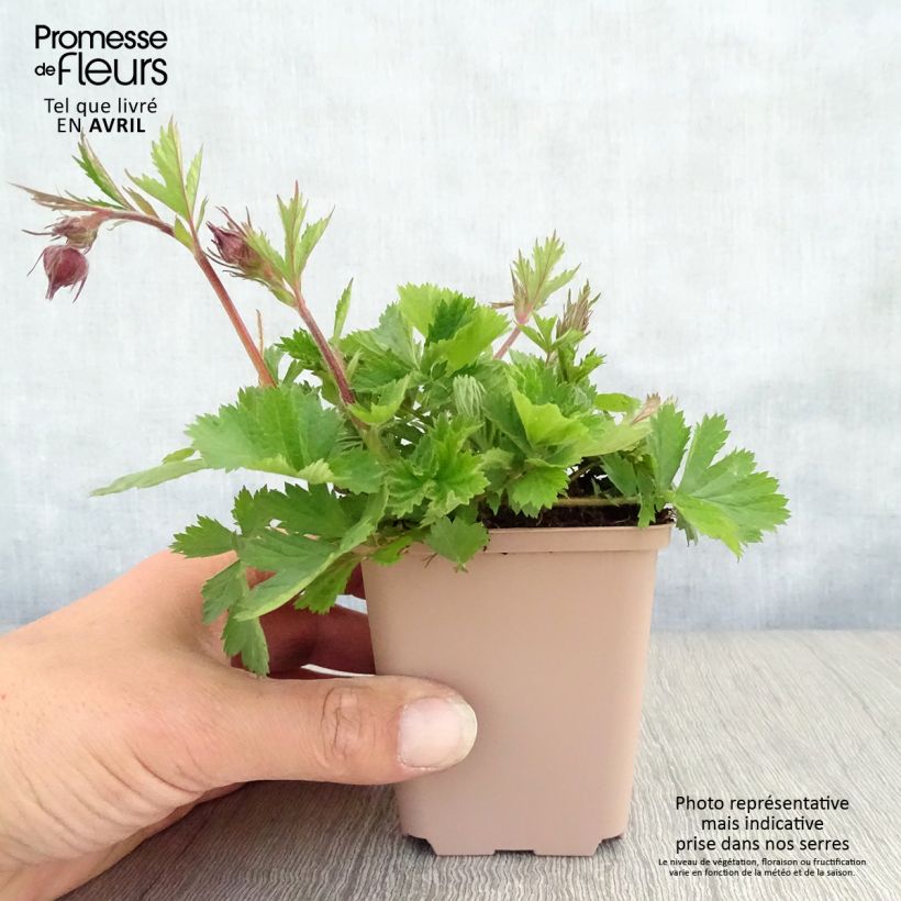 Amostra de Geum Bell Bank Vaso de 8/9 cm tal como entregue na primavera