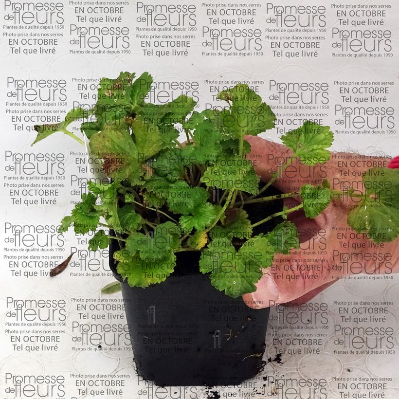 Exemplo de amostra de Geum Censation Lipstick - Benoîte Vaso de 8/9 cm tal como entregue