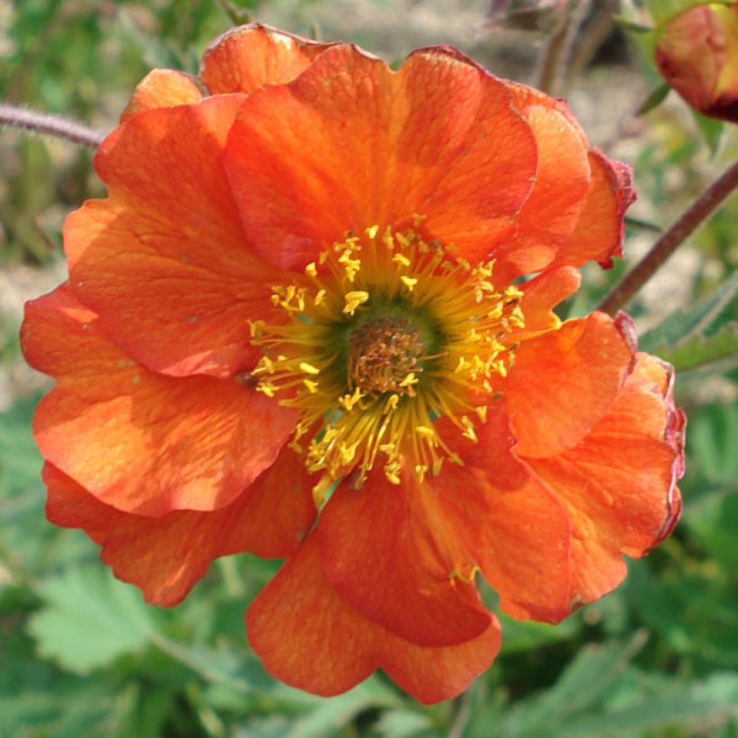 Geum coccineum Borisii (Floração)