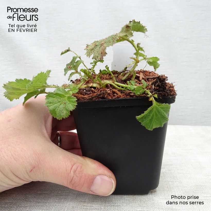 Amostra de Geum Cocktail Gimlet - Benoîte jaune pâle Vaso de 8/9 cm tal como entregue no inverno