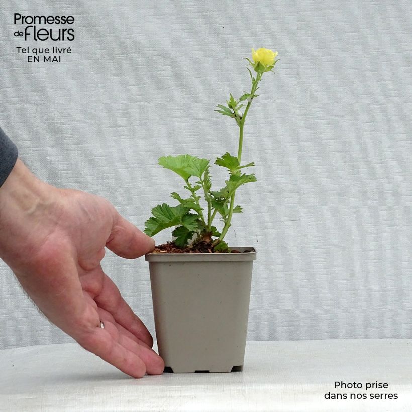 Amostra de Geum coccineum Cocktail Gimlet Vaso de 8/9 cm tal como entregue na primavera