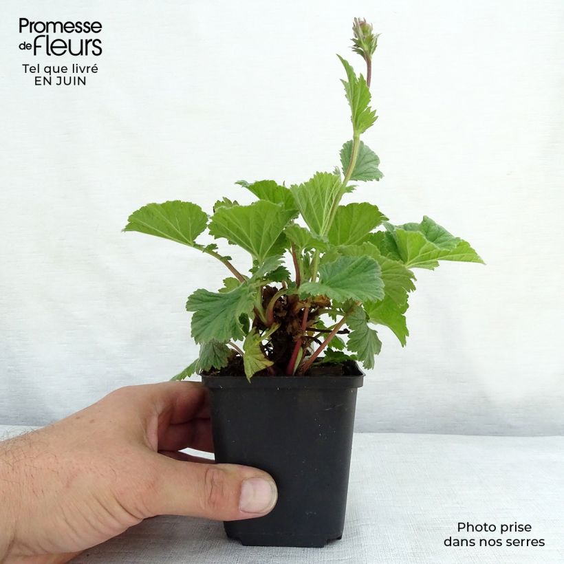 Amostra de Geum coccineum Cocktail Sea Breeze Vaso de 8/9 cm tal como entregue no verão