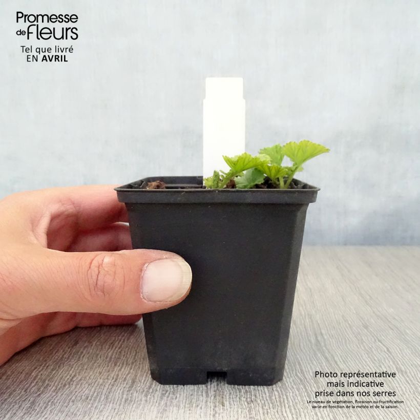 Amostra de Geum coccineum Cocktail Sea Breeze Vaso de 8/9 cm tal como entregue na primavera