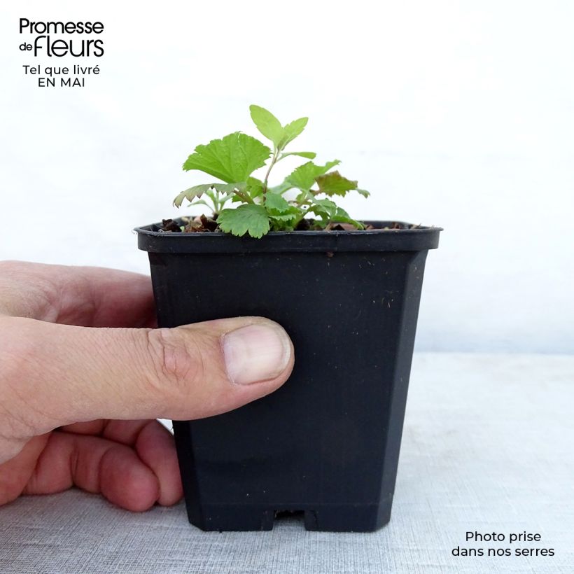 Amostra de Geum coccineum Cocktail Wet Kiss Vaso de 8/9 cm tal como entregue na primavera