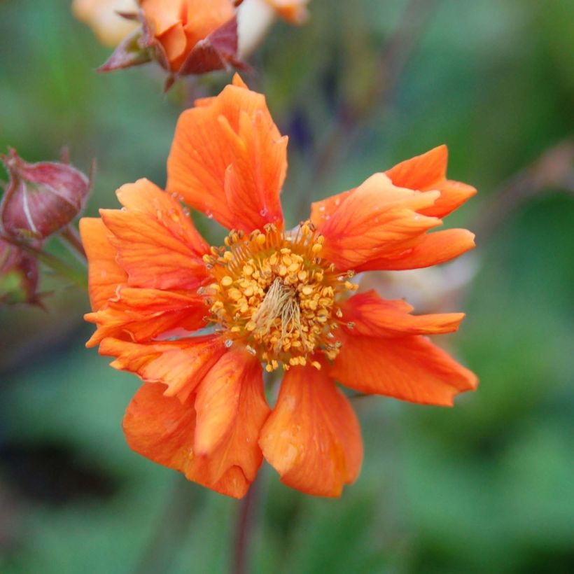 Geum coccineum Cocktail Sea Breeze (Floração)