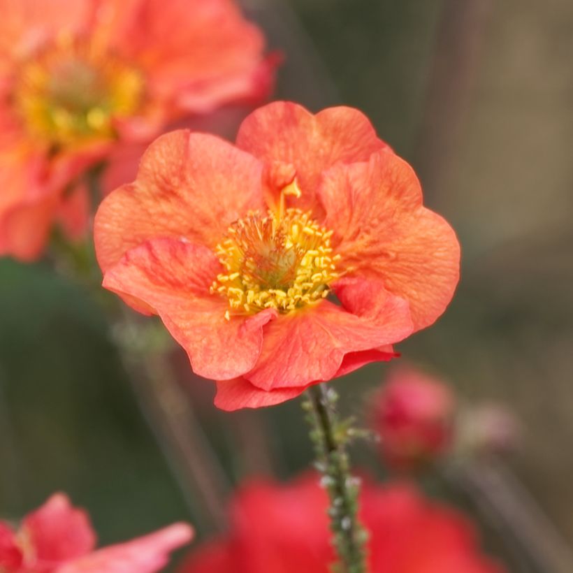 Geum Coral Tempest (Floração)