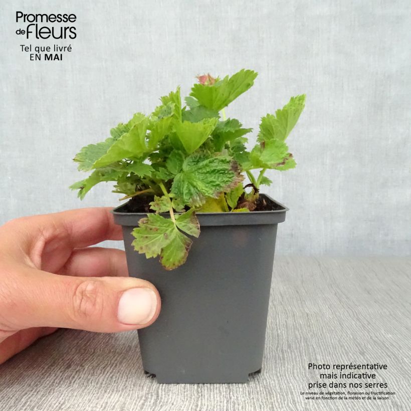 Amostra de Geum Cosmopolitan Vaso de 8/9 cm tal como entregue na primavera