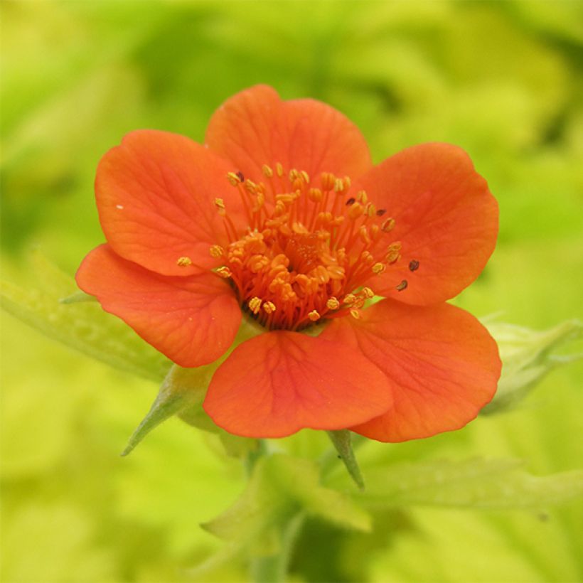 Geum Eos (Floração)