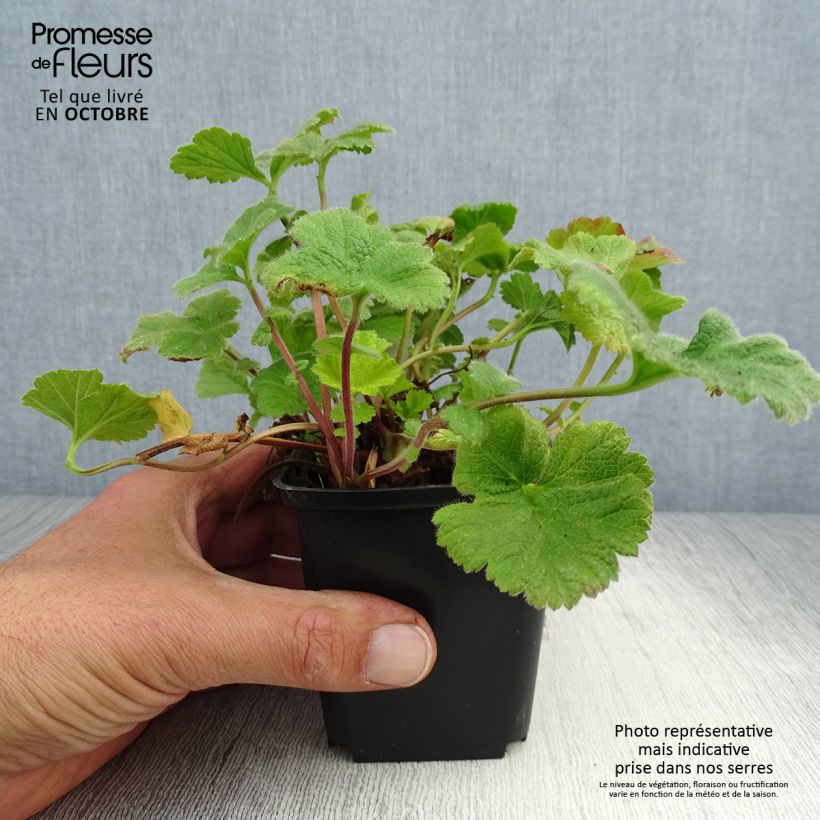 Amostra de Geum Eos Vaso de 8/9 cm tal como entregue no outono