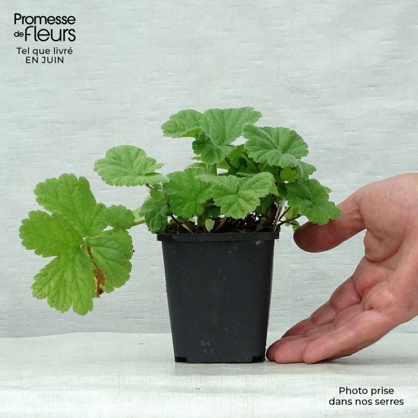 Amostra de Geum Eos Vaso de 8/9 cm tal como entregue no verão